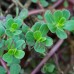 Green Purslane Seeds - 4 oz - Heirloom, Non-GMO - Perennial Garden Green, and Tangy Microgreen - Vegetable Gardening Seed   565582779